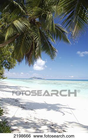 Seychelles, Beach With Palm Tree; North Island View Large Photo Image Stock Photograph - Seychelles, Beach With Palm Tree; North Island. Fotosearch