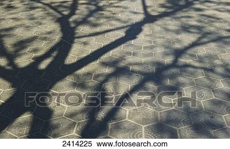 Stock Photography - Shadow of a tree on the paver blocks; Barcelona, Spain. Fotosearch
