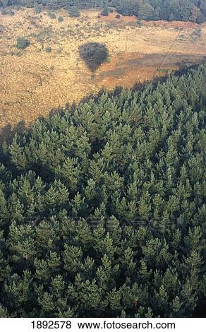 Shadow Of Hot Air Balloon Over New Forest View Large Photo Image Stock Photo - Shadow Of Hot Air Balloon Over New Forest. Fotosearch