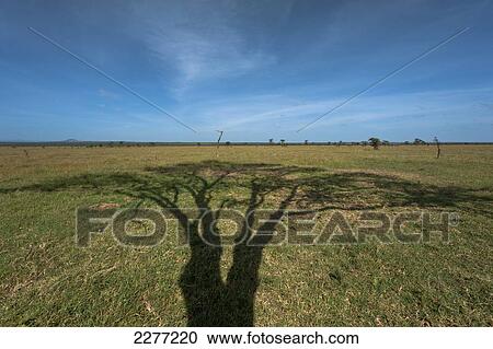 Stock Image - Shadow of large acacia tree on grassy plain, Ol Pejeta Conservancy; Kenya. Fotosearch