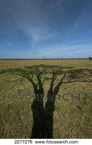Shadow of large acacia tree on grassy plain, Ol Pejeta Conservancy; Kenya View Large Photo Image Stock Photograph - Shadow of large acacia tree on grassy plain, Ol Pejeta Conservancy; Kenya. Fotosearch