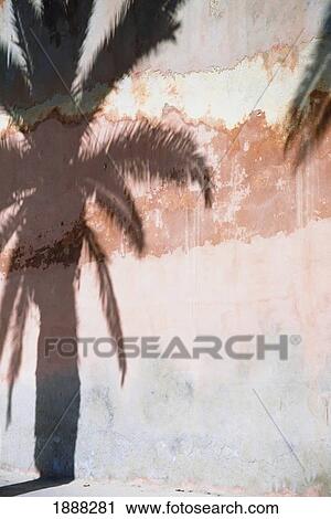 Stock Image - Shadow Of Palm Tree. Fotosearch