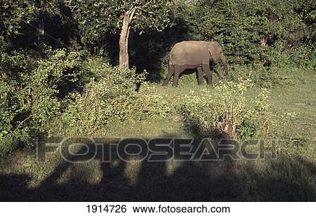 Shadow Of Safari Vehicle & Elephant View Large Photo Image Stock Photograph - Shadow Of Safari Vehicle & Elephant. Fotosearch
