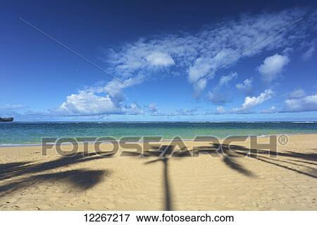 Stock Photo - Shadows of palm trees on Tunnels Beach; Kauai, Hawaii, United States of America. Fotosearch