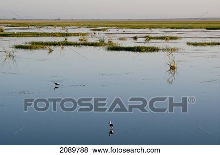 Shallow Lake, Amboseli, Kenya View Large Photo Image Stock Photo - Shallow Lake, Amboseli, Kenya. Fotosearch