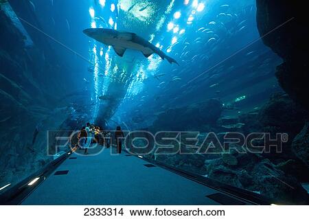 Sharks Are Swimming Above People In Tunnel, Dubai Mall Aquarium; Dubai, United Arab Emirates View Large Photo Image Picture - Sharks Are Swimming Above People In Tunnel, Dubai Mall Aquarium; Dubai, United Arab Emirates. Fotosearch
