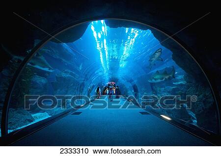 Sharks Swimming Above People In Tunnel, Dubai Mall Aquarium; Dubai, United Arab Emirates View Large Photo Image Stock Image - Sharks Swimming Above People In Tunnel, Dubai Mall Aquarium; Dubai, United Arab Emirates. Fotosearch