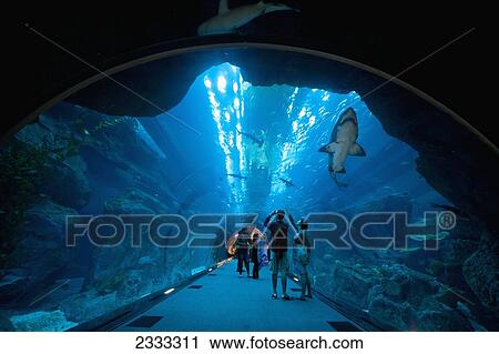 Stock Image - Sharks Swimming Above People In Tunnel, Dubai Mall Aquarium; Dubai, United Arab Emirates. Fotosearch
