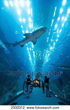 Sharks Swimming Above People In Tunnel, Dubai Mall Aquarium; Dubai, United Arab Emirates View Large Photo Image Stock Image - Sharks Swimming Above People In Tunnel, Dubai Mall Aquarium; Dubai, United Arab Emirates. Fotosearch