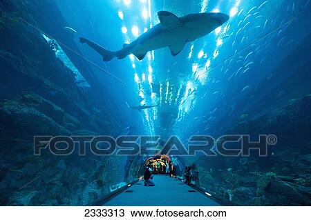 Sharks Swimming Above People In Tunnel, Dubai Mall Aquarium; Dubai, United Arab Emirates View Large Photo Image Stock Image - Sharks Swimming Above People In Tunnel, Dubai Mall Aquarium; Dubai, United Arab Emirates. Fotosearch