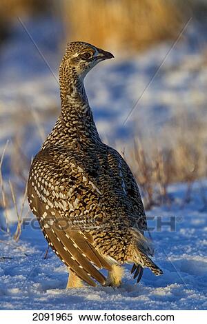 Sharp-Tailed Grouse In Grasslands National Park; Saskatchewan Canada View Large Photo Image Stock Photography - Sharp-Tailed Grouse In Grasslands National Park; Saskatchewan Canada. Fotosearch