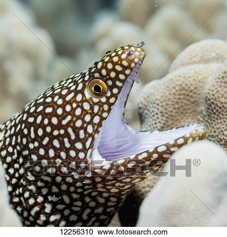 Sharp teeth can be seen in the gaping mouth of this Whitemouth Moray Eel (Gymnothorax meleagris) nestling in coral; Kona, Island of Hawaii, Hawaii, United States of America View Large Photo Image Stock Image - Sharp teeth can be seen in the gaping mouth of this Whitemouth Moray Eel (Gymnothorax meleagris) nestling in coral; Kona, Island of Hawaii, Hawaii, United States of America. Fotosearch