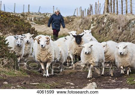 Stock Photo - Sheep and hiker on trail near Traeth Llyfn beach on Pembrokeshire Coast Path, South West Wales; Pembrokeshire, Wales. Fotosearch