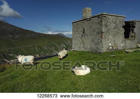 Sheep and lookout post ruin on Moyteogue Head on Achill island on the Wild Atlantic Way coastal route; County Mayo, Ireland View Large Photo Image Stock Image - Sheep and lookout post ruin on Moyteogue Head on Achill island on the Wild Atlantic Way coastal route; County Mayo, Ireland. Fotosearch