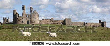 Stock Photograph - Sheep At Dunstanburgh Castle; Northumberland, England. Fotosearch