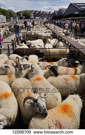 Sheep at the market; Builth Wells, Powys, Wales View Large Photo Image Stock Photo - Sheep at the market; Builth Wells, Powys, Wales. Fotosearch