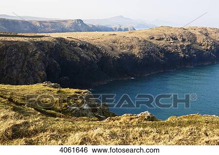 Stock Photograph - Sheep covered peninsula near Traeth Llyfn beach with Abereiddy Tower in distance on Pembrokeshire Coast Path; Wales. Fotosearch