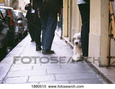 Stock Photography - Sheep Dog Looking Out Bar On Ile St. Louis. Fotosearch