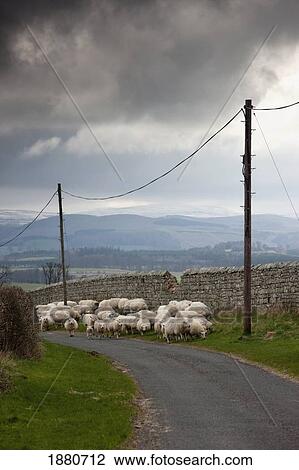Stock Image - Sheep Grazing Along A Road; Northumberland, England. Fotosearch