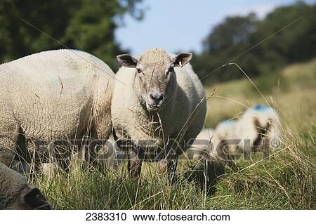 Stock Image - Sheep grazing at Cleeve Hill, the highest point in the Cotswolds on the famous National Trail 100 mile Cotswold Way trail above Cheltenham; Gloucestershire, England. Fotosearch