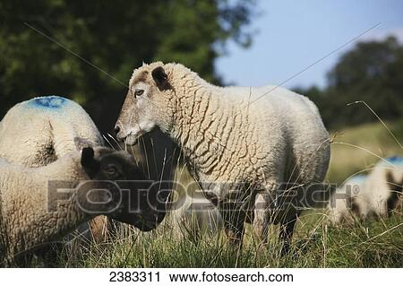 Sheep grazing at Cleeve Hill, the highest point in the Cotswolds on the famous National Trail 100 mile Cotswold Way trail above Cheltenham; Gloucestershire, England View Large Photo Image Stock Image - Sheep grazing at Cleeve Hill, the highest point in the Cotswolds on the famous National Trail 100 mile Cotswold Way trail above Cheltenham; Gloucestershire, England. Fotosearch