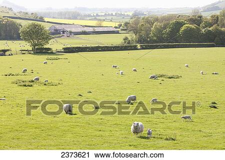 Stock Image - Sheep grazing in a field; Kingston Deverill, West Wiltshire, England. Fotosearch