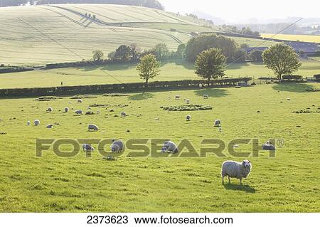 Sheep grazing in a field; Kingston Deverill, West Wiltshire, England View Large Photo Image Stock Image - Sheep grazing in a field; Kingston Deverill, West Wiltshire, England. Fotosearch