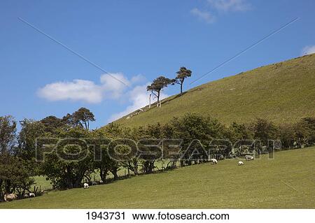 Stock Image - Sheep Grazing In A Field Lined With Trees And A Hill Against A Blue Sky; Northumberland England. Fotosearch