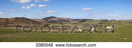 Stock Photo - Sheep Grazing In A Field; Rothbury Northumberland England. Fotosearch