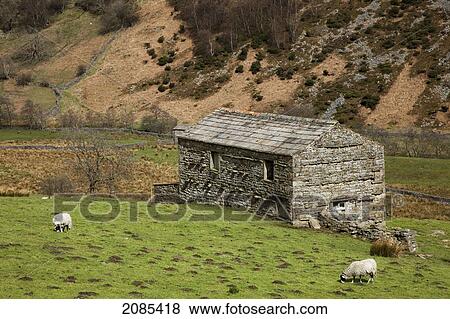 Sheep Grazing In A Grass Field With A Stone Building; Swaledale England View Large Photo Image Stock Photo - Sheep Grazing In A Grass Field With A Stone Building; Swaledale England. Fotosearch