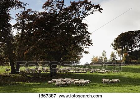 Stock Photo - Sheep Grazing; Northumberland, England. Fotosearch