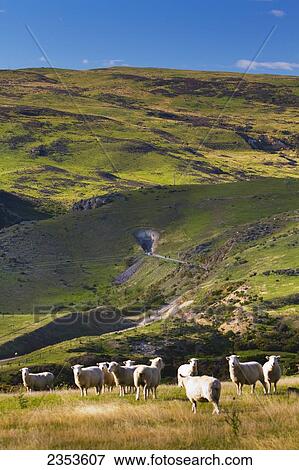 Stock Photo - Sheep Grazing On A Field By New Zealand's Otago Central Rail Trail; Otago, New Zealand. Fotosearch