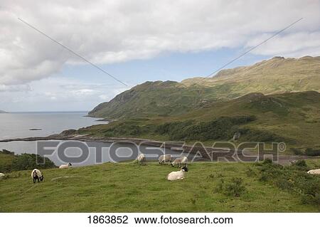 Stock Image - Sheep Grazing On A Hillside Near The Sea; Ardslignish, Highland, Scotland. Fotosearch