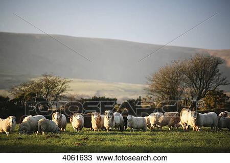 Stock Image - Sheep in a field near village of Mynachlog-ddu, Preseli mountains in the background; Pembrokeshire, Wales. Fotosearch