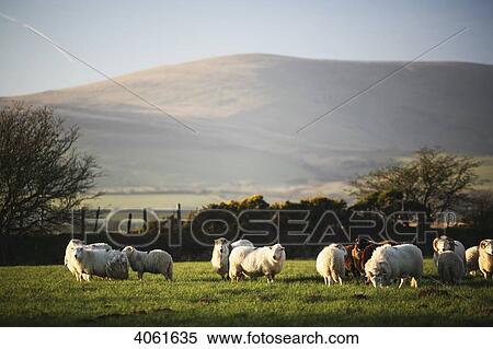 Sheep in a field near village of Mynachlog-ddu, Preseli mountains in the background; Pembrokeshire, Wales View Large Photo Image Stock Photography - Sheep in a field near village of Mynachlog-ddu, Preseli mountains in the background; Pembrokeshire, Wales. Fotosearch