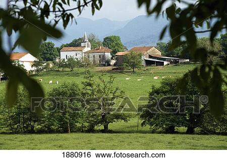 Stock Photograph - Sheep In Field Near Farmhouse. Fotosearch