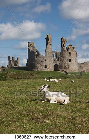 Sheep In Front Of Dunstanburgh Castle; Northumberland, England View Large Photo Image Stock Photo - Sheep In Front Of Dunstanburgh Castle; Northumberland, England. Fotosearch