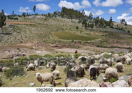 Sheep, Jatun Yampara Indigenous Community, Chuquisaca Department, Bolivia View Large Photo Image Stock Image - Sheep, Jatun Yampara Indigenous Community, Chuquisaca Department, Bolivia. Fotosearch