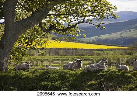 Stock Photograph - Sheep Laying On The Grass Under A Tree; Northumberland England. Fotosearch