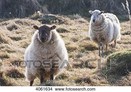 Picture - Sheep near Traeth Llyfn beach on Pembrokeshire Coast Path, South West Wales; Pembrokeshire, Wales. Fotosearch