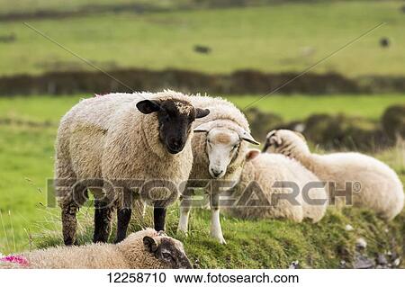 Stock Image - Sheep on a grass field; Dingle, County Kerry, Ireland. Fotosearch