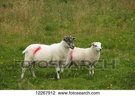 Stock Image - Sheep on Inishturk Island, Wild Atlantic Way; County Mayo, Ireland. Fotosearch