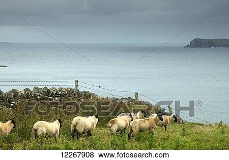 Sheep on Inishturk Island, Wild Atlantic Way; County Mayo, Ireland View Large Photo Image Stock Photo - Sheep on Inishturk Island, Wild Atlantic Way; County Mayo, Ireland. Fotosearch