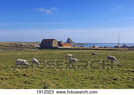 Stock Image - Sheep On Pasture With Lindisfarne Castle In Distance, Holy Island, Northumberland, Uk. Fotosearch