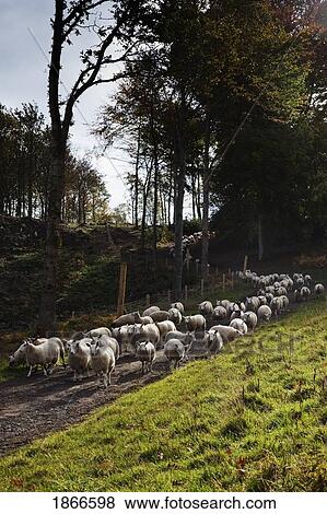 Sheep On Road, Northumberland, England View Large Photo Image Stock Photo - Sheep On Road, Northumberland, England. Fotosearch