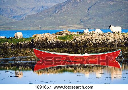Sheep On Rocks By Boat At Skye View Large Photo Image Stock Photo - Sheep On Rocks By Boat At Skye. Fotosearch