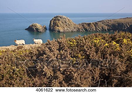 Stock Image - Sheep on the Pembrokeshire Coast Path, near Porthgain, South West Wales; Pembrokeshire, Wales. Fotosearch