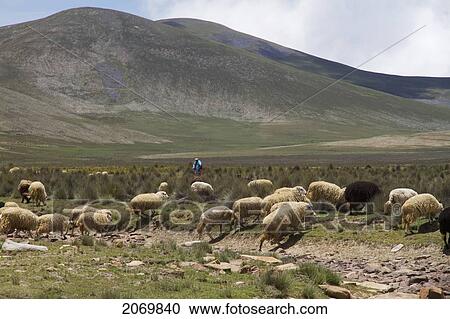Sheep, Sama National Park, Tarija, Bolivia View Large Photo Image Stock Image - Sheep, Sama National Park, Tarija, Bolivia. Fotosearch
