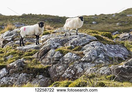 Sheep standing on a rocky hilly field; County Galway, Ireland View Large Photo Image Stock Image - Sheep standing on a rocky hilly field; County Galway, Ireland. Fotosearch