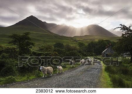 Sheep walking along a road early in the morning with the rising sun behind the Black Cuillin Ridge; Glen Brittle, Skye, Scotland View Large Photo Image Stock Image - Sheep walking along a road early in the morning with the rising sun behind the Black Cuillin Ridge; Glen Brittle, Skye, Scotland. Fotosearch